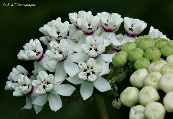 {Asclepias variegata}